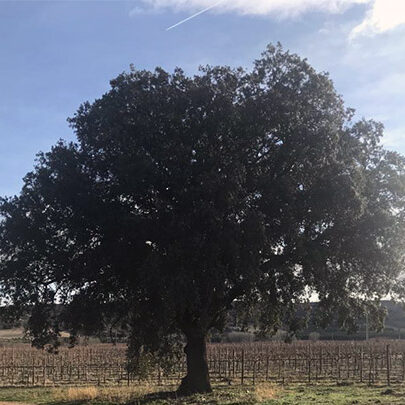 bodega vetus paisaje