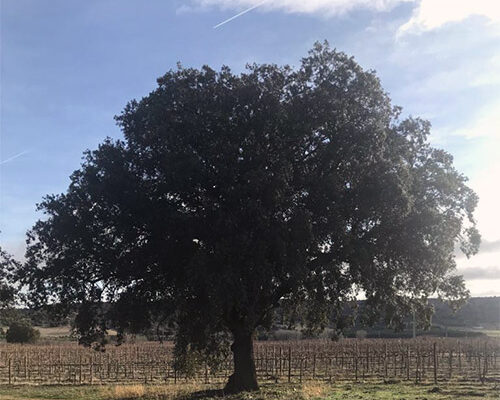 bodega vetus paisaje